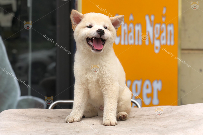 Chó Shiba inu con màu trắng 2 tháng tuổi