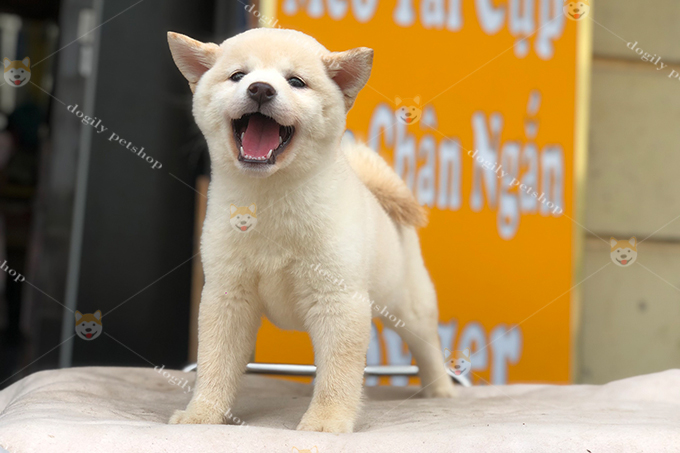 Chó Shiba inu màu trắng 2 tháng tuổi