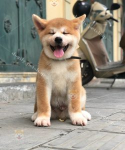 Shiba là chú chó có tính cách trung thành kèm theo sự tinh nghịch và cứng đầu