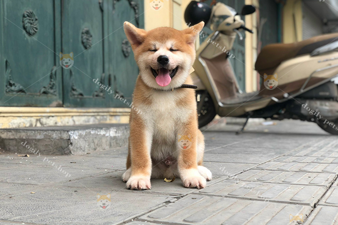 Shiba là chú chó có tính cách trung thành kèm theo sự tinh nghịch và cứng đầu