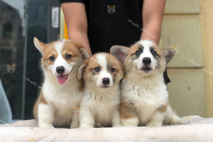 Những chú chó sinh ra tại Việt Nam có mức giá khá “dễ thở”