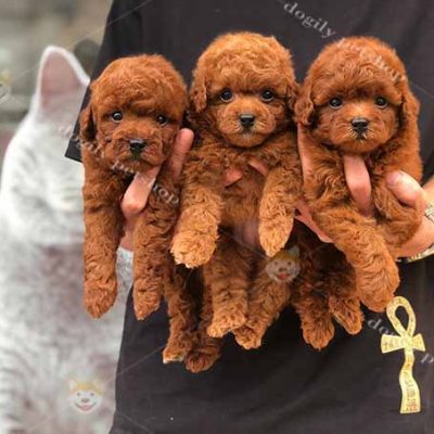 Đàn 3 chó Poodle tiny màu nâu đỏ 2 tháng tuổi