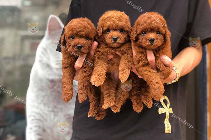 Đàn 3 chó Poodle tiny màu nâu đỏ 2 tháng tuổi