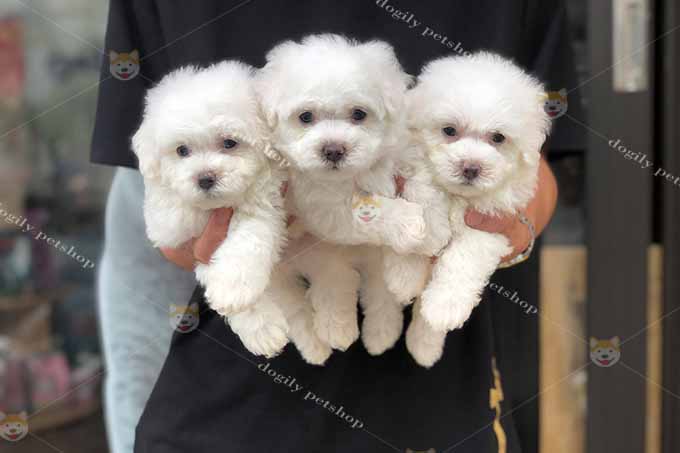 Đàn 3 chó Poodle màu trắng kem 2 tháng tuổi