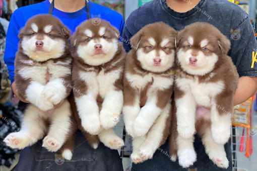 Đàn 4 chó Alaska con màu nâu đỏ 2 tháng tuổi