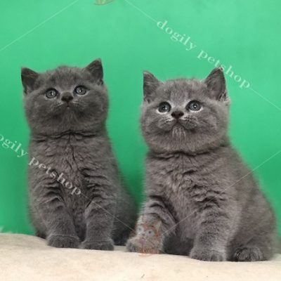 Đôi mèo Anh lông ngắn màu xám xanh 2 tháng tuổi