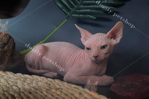 Mèo nhân sư sphynx không lông 2 tháng tuổi