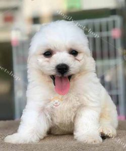 Chó Poodle tiny màu trắng 2 tháng tuổi