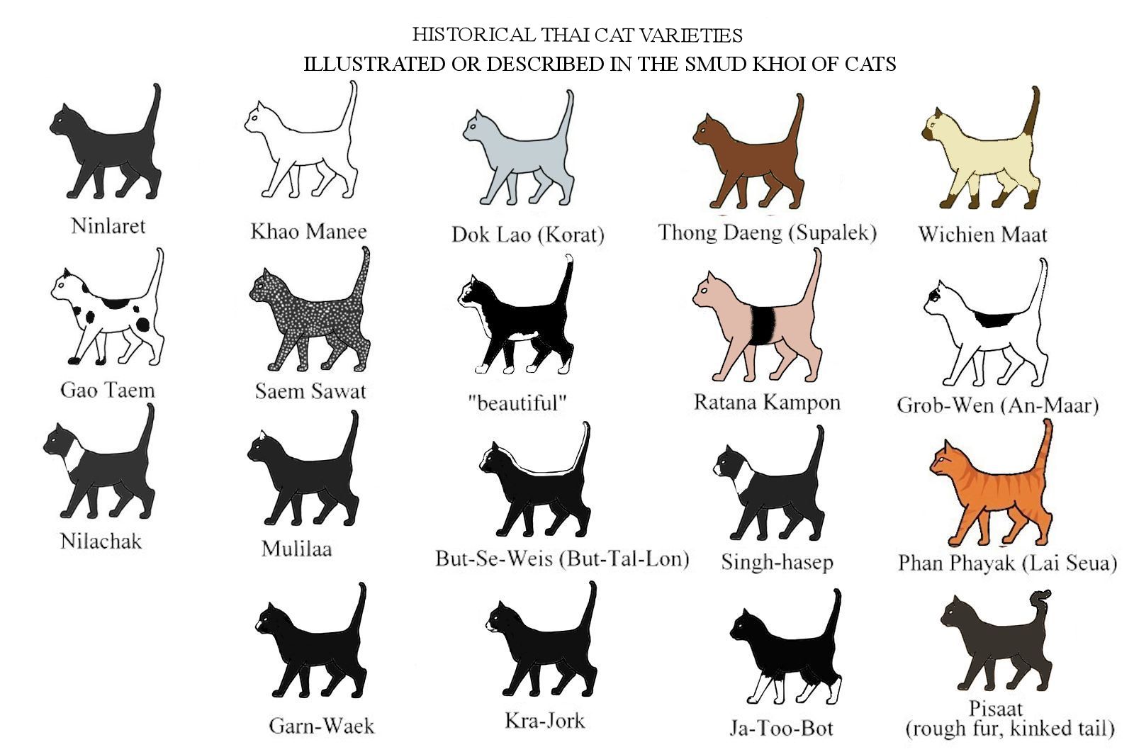 Biểu đồ màu sắc mèo Thái Lan
