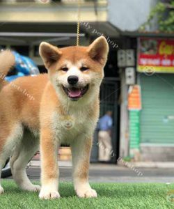 Chó Akita inu màu vàng trắng 2 tháng tuổi