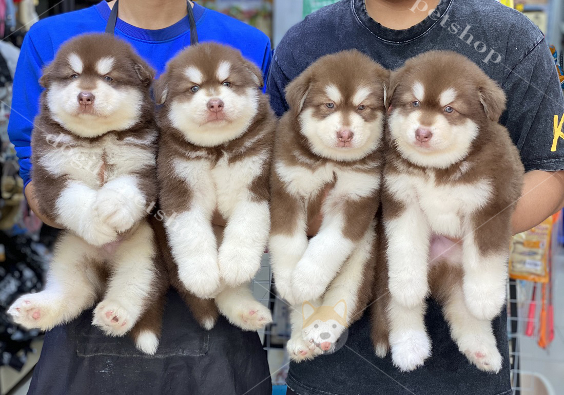 Đàn 4 bé chó Alaska màu nâu đỏ thuần chủng, bụ bẫm tại Dogily Petshop