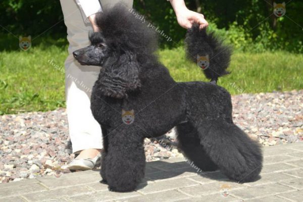 Vẻ đẹp cực kỳ sang chảnh của Miniature Poodle lông đen