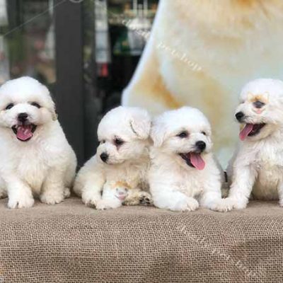 Đàn 4 chó Poodle màu trắng kem 2 tháng tuổi