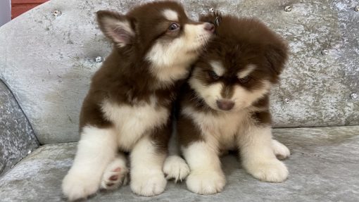 Đôi chó Alaska con màu nâu đỏ 2 tháng tuổi