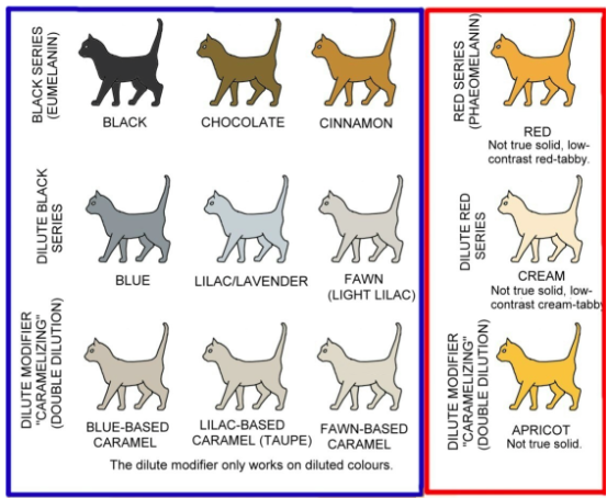 Màu phổ biến của mèo nhà và di truyền màu.