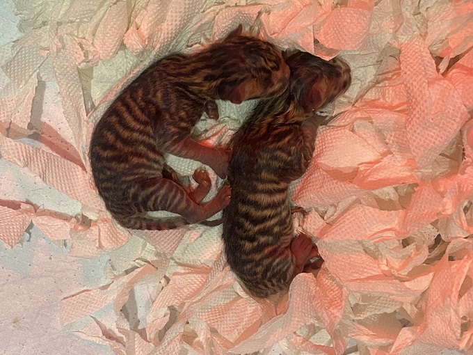 Hai bé mèo Toyger con mới đẻ bố mẹ nhập châu Âu tại Trại mèo Dogily Cattery. Màu mảng đẹp và sắc nét ngay từ khi mới sinh.