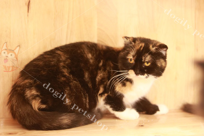 Mèo tam thể tricolor cái trưởng thành giống nhập khẩu châu Âu trại mèo Dogily Cattery.
