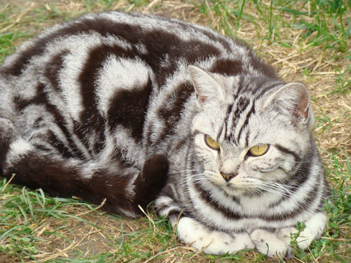 Mèo lông ngắn Anh có sọc dưa