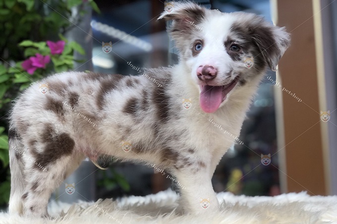 Chó Collie màu lilac tricolor 2 màu mắt cực hiếm và rất được ưa chuộng tại Việt Nam nên có giá khá cao.