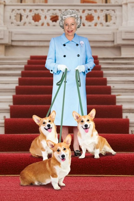 Trong suốt cuộc đời mình, nữ hoàng Anh Elizabeth luôn có những chú chó Corgi ở bên.