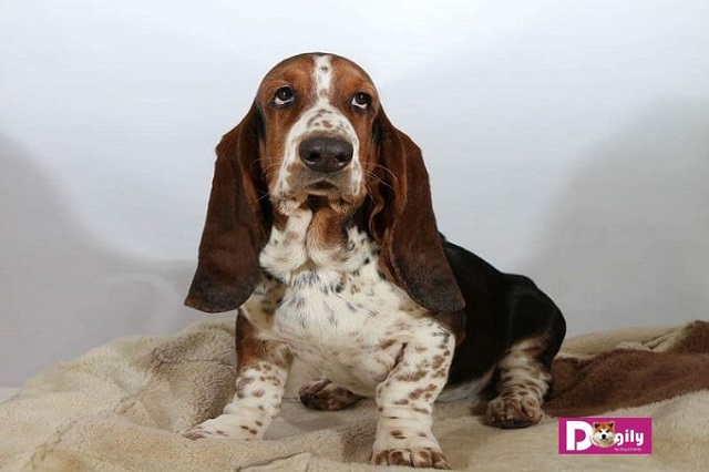 Chó Basset Hound nhập khẩu châu Âu có giá bán không dưới 3.500 usd/bé.