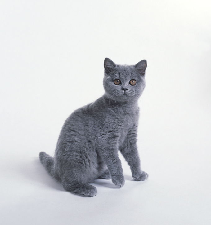 Giá mèo Chartreux nhập khẩu không dưới 3.500 usd/bé. Mèo con phải từ trên 4 tháng tuổi trở lên.