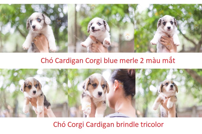 Và Cardigan blue merle, tricolor tại trang trại Dogily Kennel 262 Vĩnh Hưng, quận Hoàng Mai, Hà Nội.