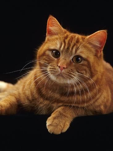 Mèo Anh lông ngắn màu vàng (red)