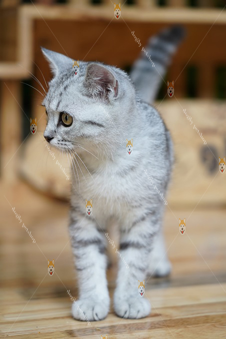 mèo aln màu silver tabby