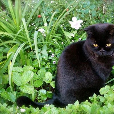 Mèo đen tai cụp