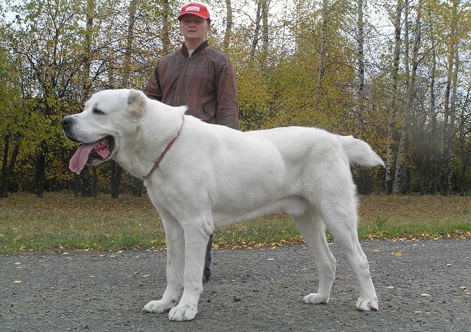 Chó chăn cừu Trung Á có ngoại hình khổng lồ hàng đầu trong thế giới loài chó.