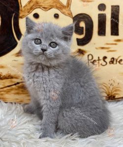 Mèo Anh lông ngắn Aln xám xanh cái 2 tháng tuổi