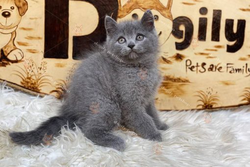 Mèo Anh lông ngắn Aln xám xanh đực 2 tháng tuổi