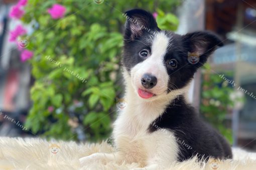 Chó Collie biên giới màu đen trắng 3 tháng tuổi
