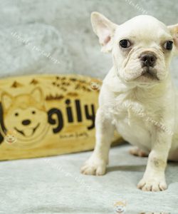 Chó Bull Pháp french bulldog màu trắng 3 tháng tuổi