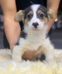 Chó Corgi Tricolor 2 tháng tuổi