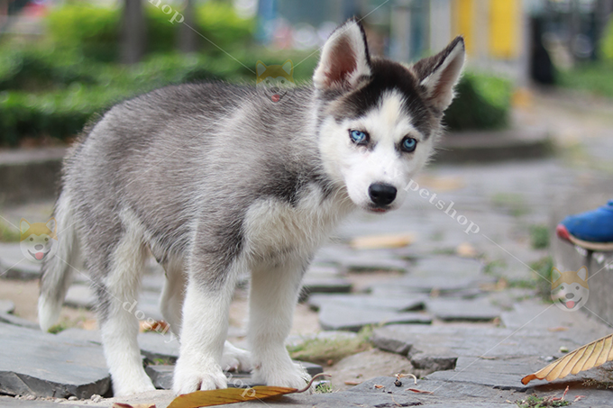 Chó Husky sibir màu đen trắng mắt xanh 2 tháng tuổi