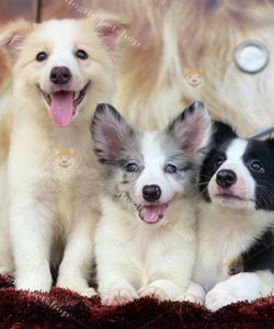 Đàn 3 chó Border Collie màu đen trắng, vàng & blue merle