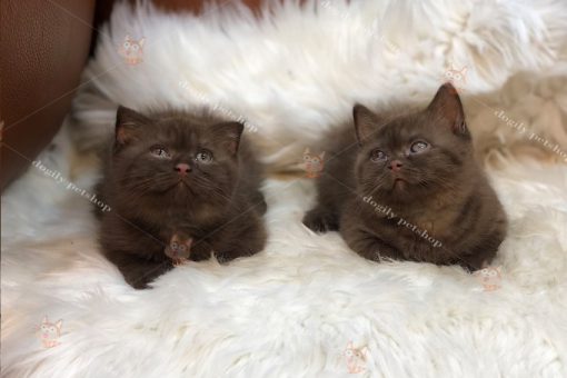 đôi mèo màu socola