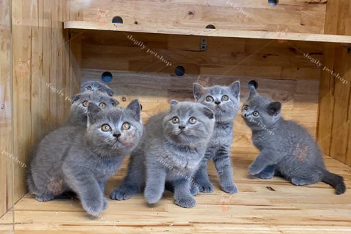 Đàn 6 mèo Anh lông ngắn màu xám xanh tai thẳng, tai cụp 2 tháng tuổi