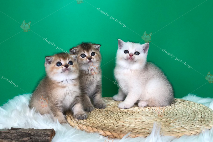 Đàn 3 mèo Scottish màu Golden, silver 2 tháng tuổi