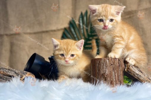 Đôi mèo Anh lông ngắn màu vàng (red)