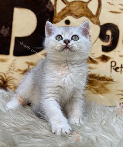 Mèo Anh lông ngắn màu silver 2 tháng tuổi