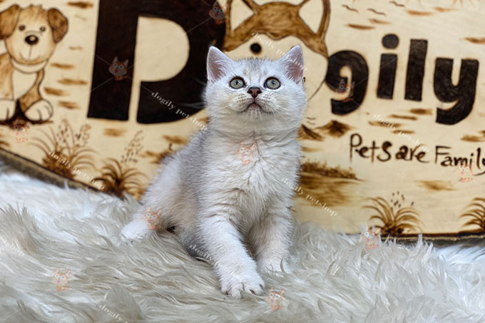 Mèo Anh lông ngắn màu silver 2 tháng tuổi