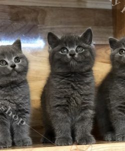 Đàn 3 mèo Anh lông ngắn màu xám xanh con 2 tháng tuổi