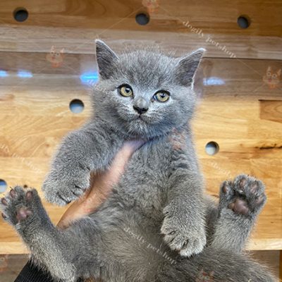 Mèo Anh lông ngắn aln màu xám xanh 2 tháng tuổi