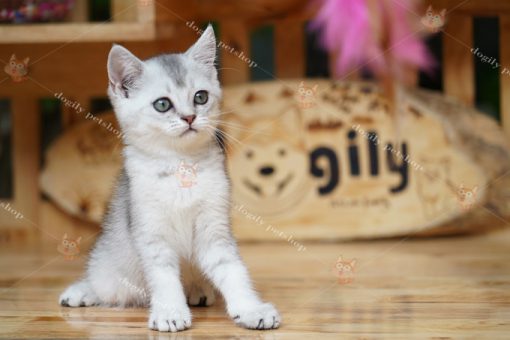 Mèo Anh lông ngắn màu silver tabby 2 tháng tuổi.