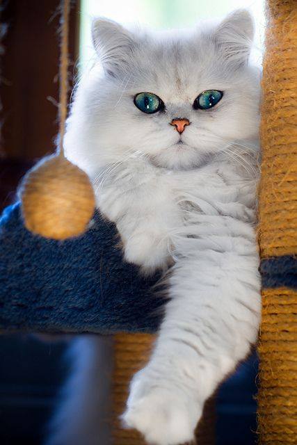 mèo Ba Tư chinchilla
