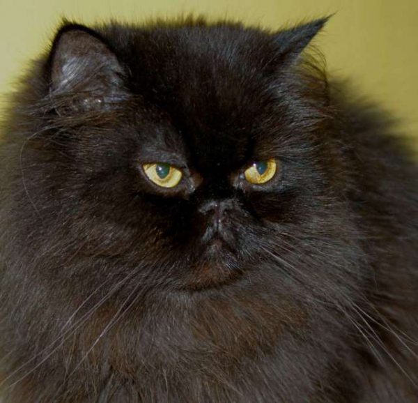 Mèo Ba tư màu đen