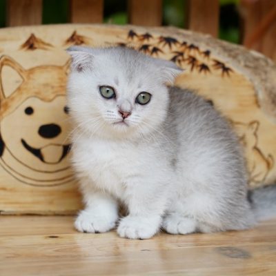 Mèo tai cụp chân ngắn màu silver 2 tháng tuổi.